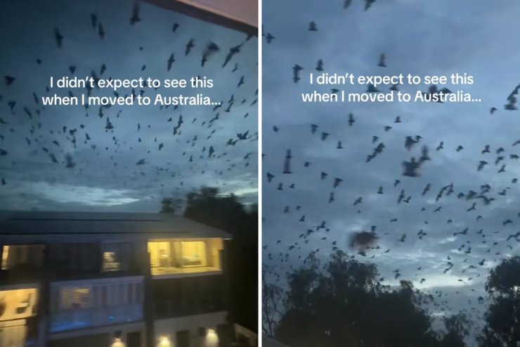 Австралия летучие мыши