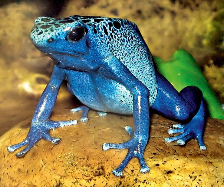лягушка-древолаз, ядовитая лягушка, ядовитые стрелы