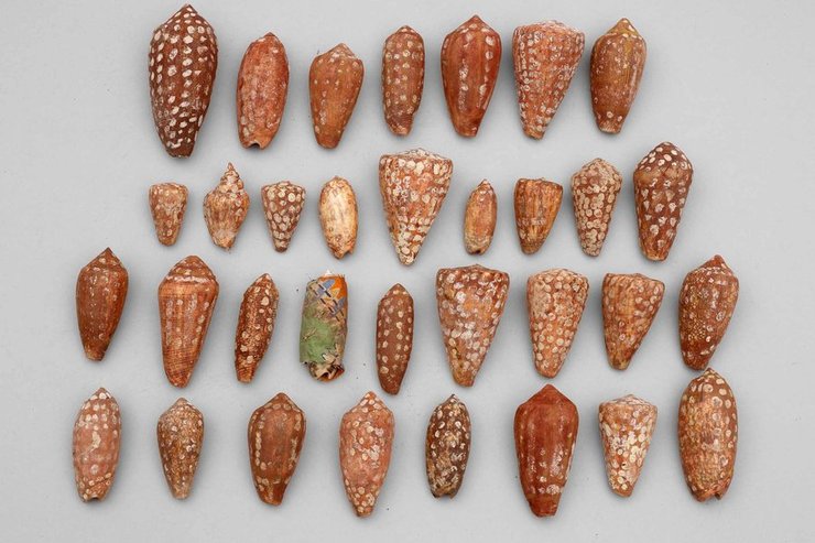 Культурная репатриация, Артефакты коренного населения Австралии, Манчестерский музей возвращает экспонаты, народ Энинтиляква, Музеи и культурное наследие, возрождение культуры коренных народов, Сохранение культурного наследия ЮНЕСКО, археология