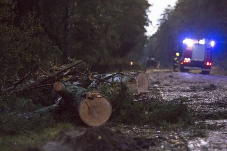 сильный ветер повалил деревья