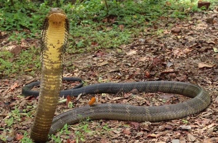 королевская кобра