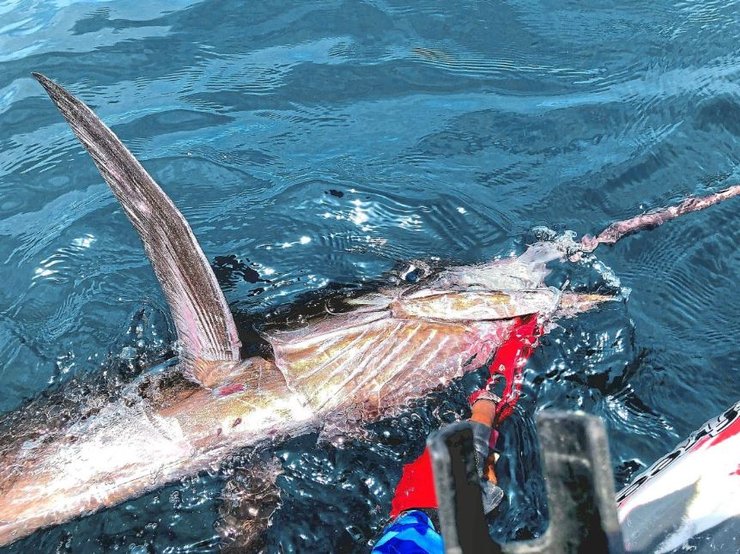 Рыбалка, добыча, рыба, интересные истории, курьезы, США, море, невероятные случаи из жизни, США, невероятные случаи из жизни