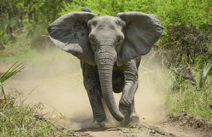 слоны мозамбик, слоны эволюция, бивни слонов