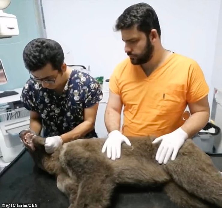 пьяный медведь,  ветеринары в турции,