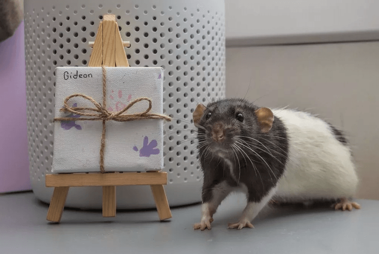 Крысы рисуют и зарабатывают