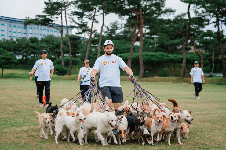 собаки, домашние собаки, прогулки с собакой
