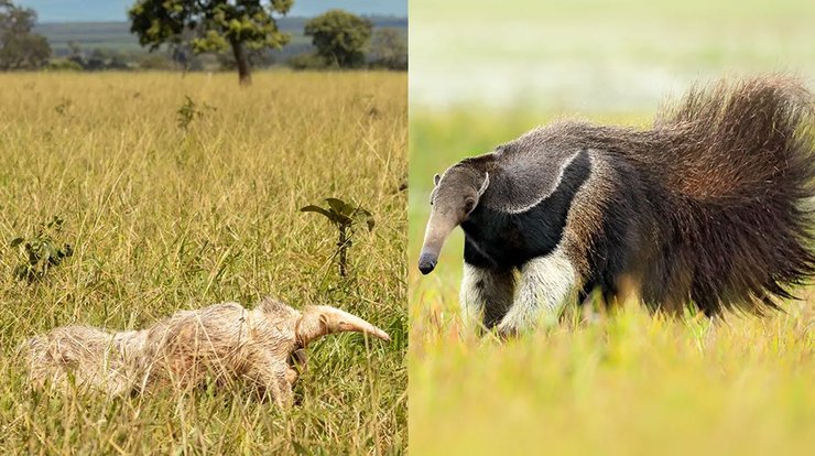 альбінос мурахоїд