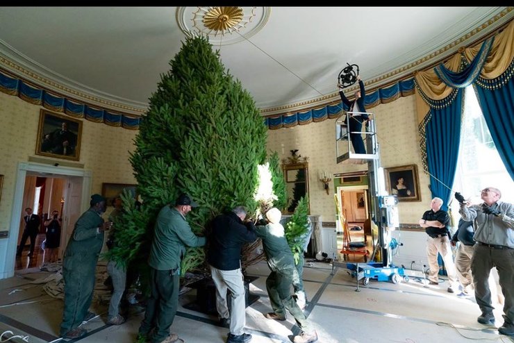 елка, белый дом