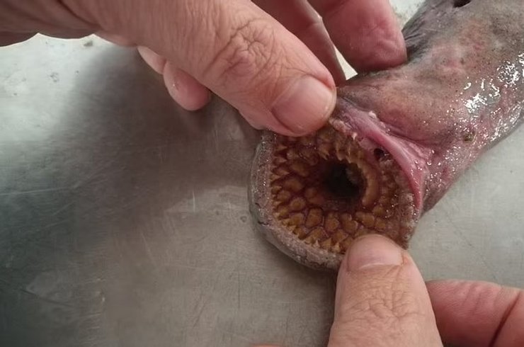 минога зубы