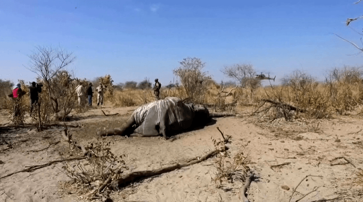 погибший слон