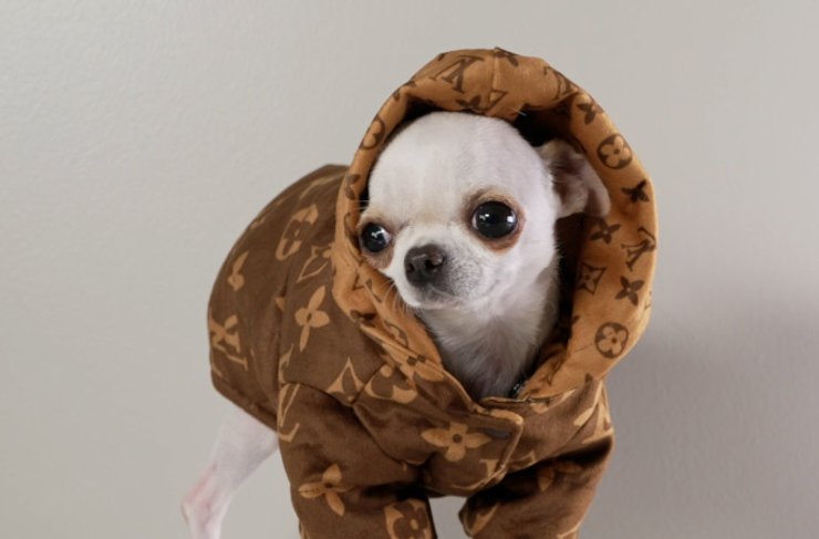 самая низкая собака на модной фотосессии