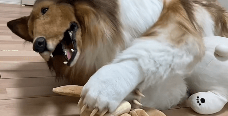 костюм собаки-колли