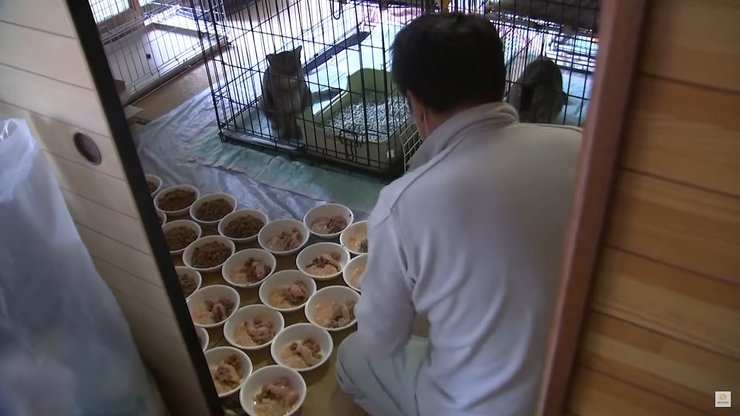 сакаэ като, коты