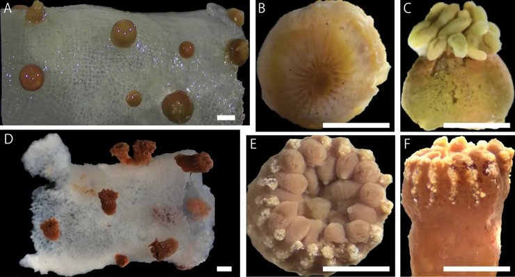 новий ви, поліпи новий вид, корали новий вид