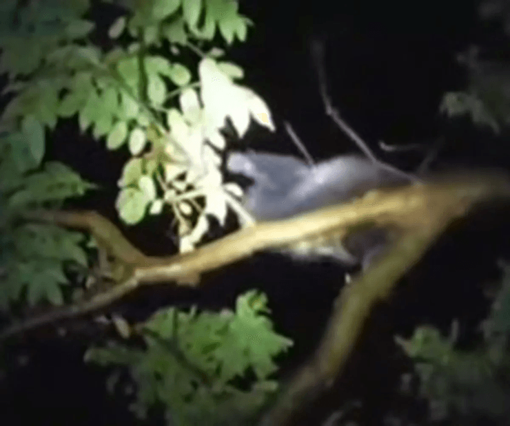 "Мавпа-відьма" дереться по дереву