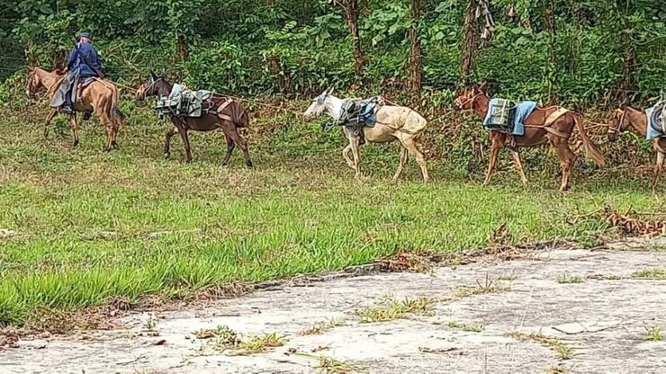 Коні на службі у кубинській армії. Фото з соцмереж