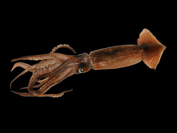 животное, кальмар, фото, Illex coindetii