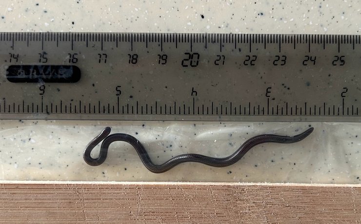 барбадосская нитевидная змея