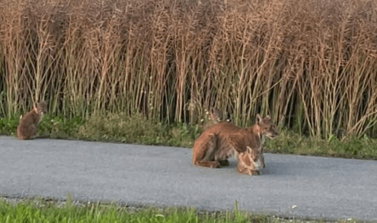 Дика рись із дитинчатами на велосипедній доріжці біля Маарду, Естонія
