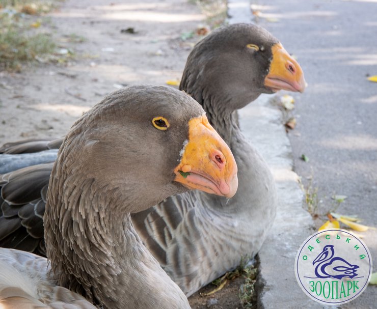 Тульские гуси, фото