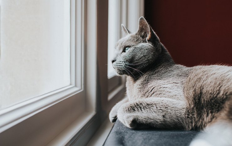 кошка одна дома, окно, подоконник, снимок