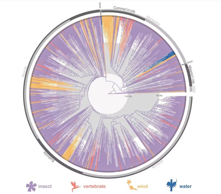 запилення дерево еволюція