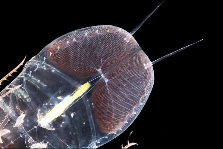 Очі цистисом займають більшу частину голови.