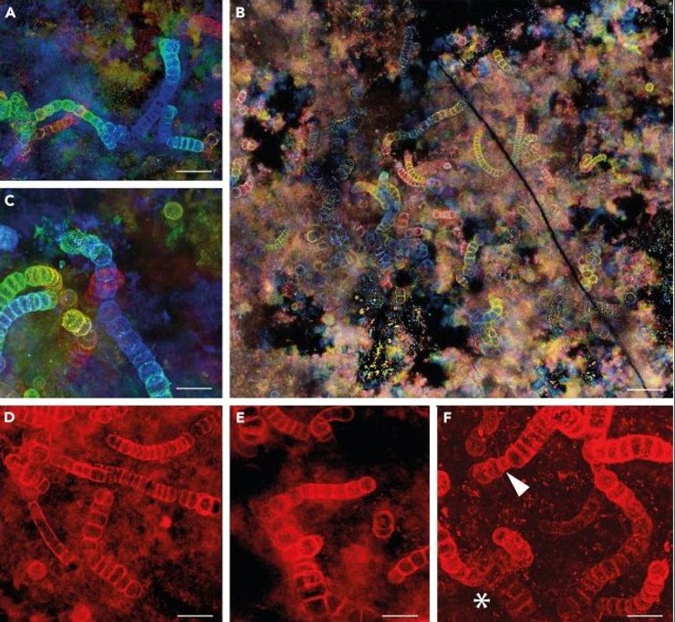 стародавні ціанобактерії
