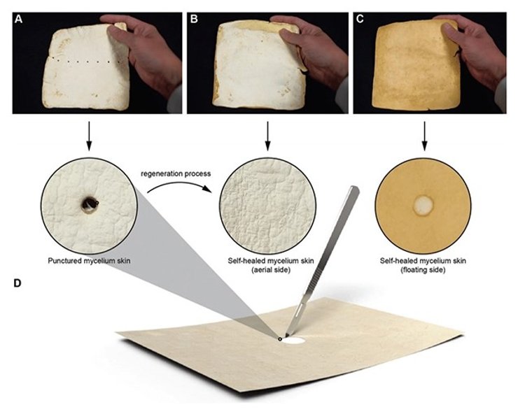 гриби матеріал