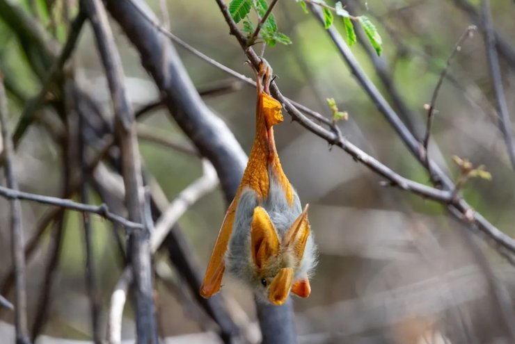 желтокрылая летучая мышь