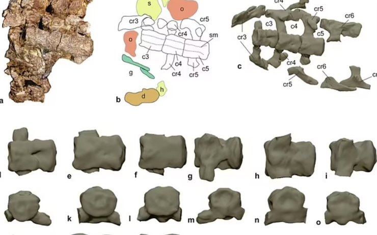 кости, древний крокодил