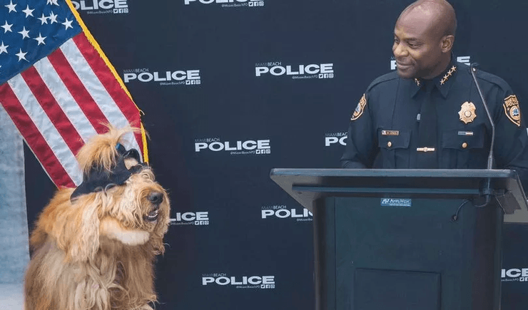 Собака, зірка соцмереж, порода собаки, тварини, собака служить у поліції, офіцер поліції, зірка TikTok, заробив млн