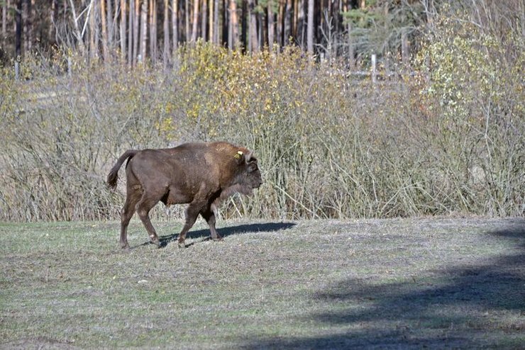 Молодой зубр в вольере