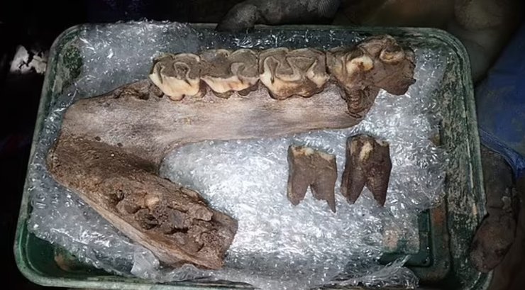 кость животного, ледниковый период, останки древнего живтного