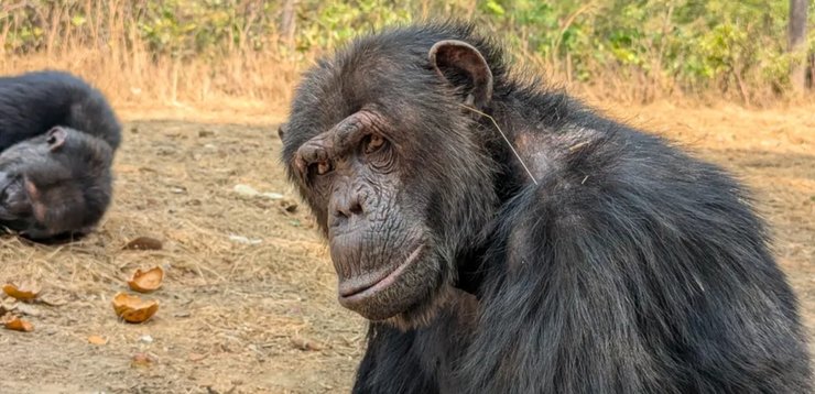 шимпанзе