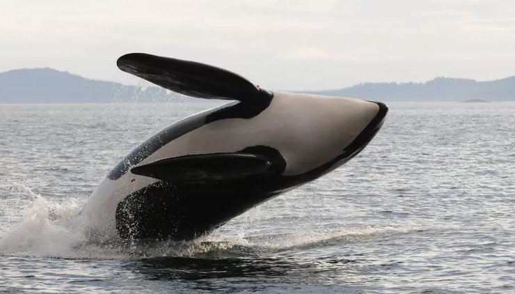 океан, косатка