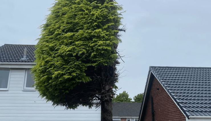 У Великій Британії дерево, розпиляне навпіл через сварку сусідів, досі приваблює туристів