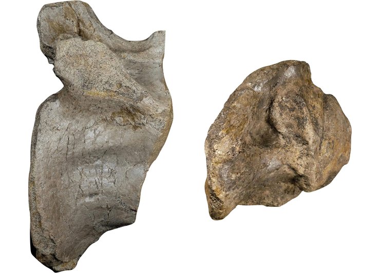 кости, динозавр