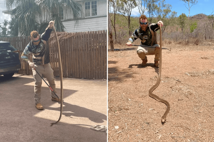 ловець змія, прибережний тайпан, найотруйніша змія
