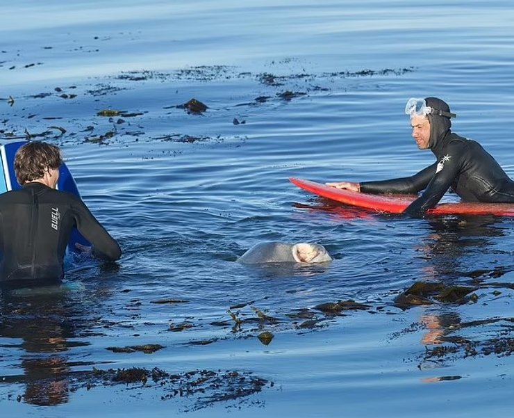 солнечная рыба серферы