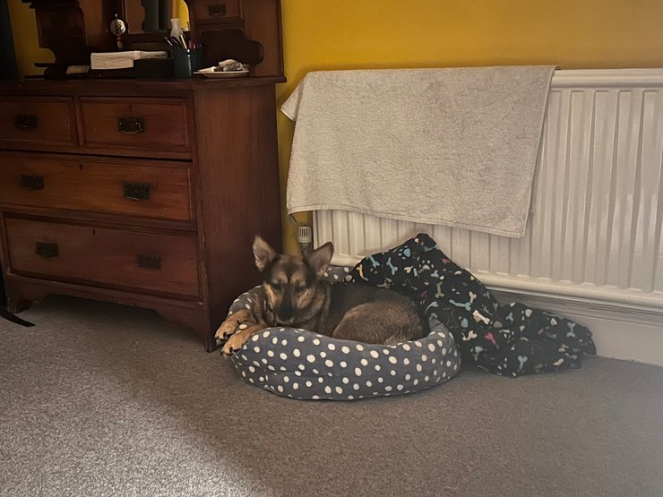 Софи на своем любимом месте дома