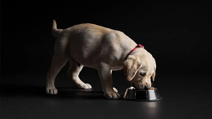 Корм для собак: які бренди забезпечують повноцінний раціон на кожному етапі життя?