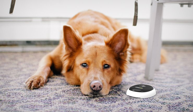 собака, підлога, самотність, фото