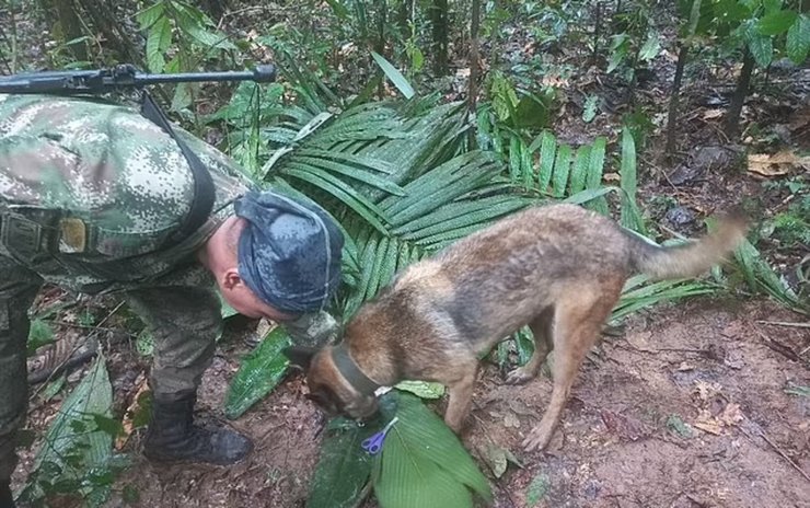 Авиакатастрофа, самолет, джунгли, дети в джурглях, спасательная операция, пропавшие дети, военные, собака,