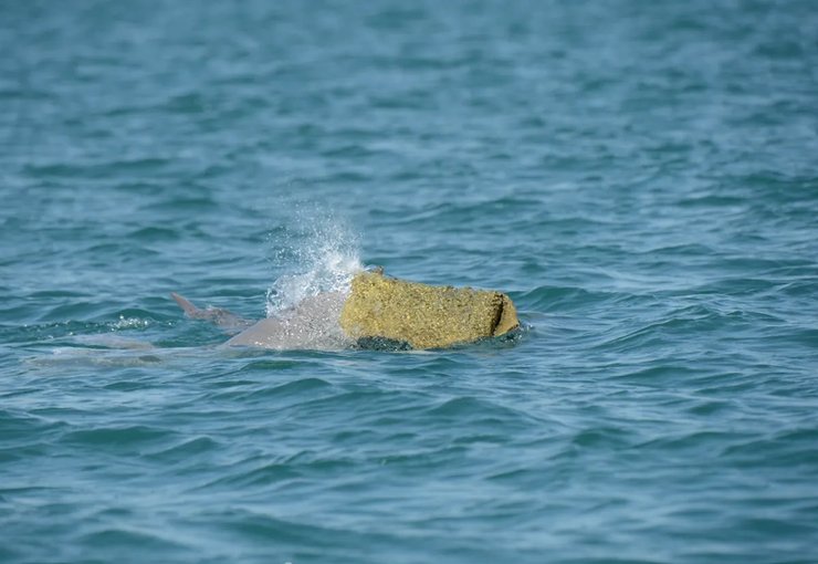 самець горбатого дельфіна