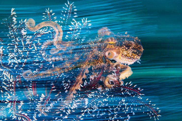 осьминог, осьминог в океане