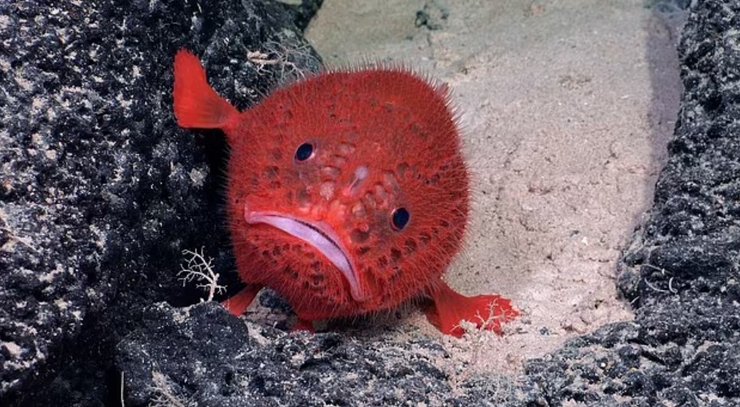 морская жаба