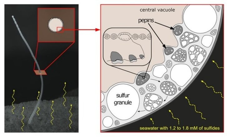 Thiomargarita magnifica, бактерии, микроскоп, фото
