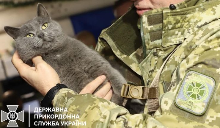 Кіт, коти, талісман, кіт талісман, ДПСУ, прикордонники, Держприкордонслужба, прикордонна служба