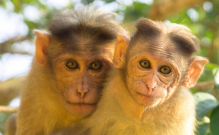 макаки, обезьяны